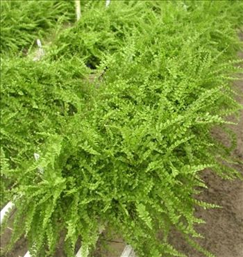Nephropelis cordifolia 'Duffii'